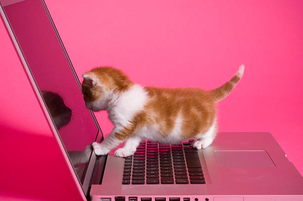 La boutique où les chats sont rois